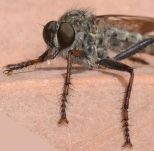 Réf. 224 236 : Tolmerus atricapillus